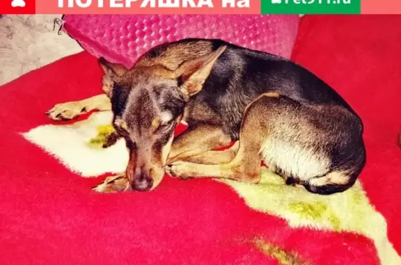 Найдена собака в Красноярске на VK