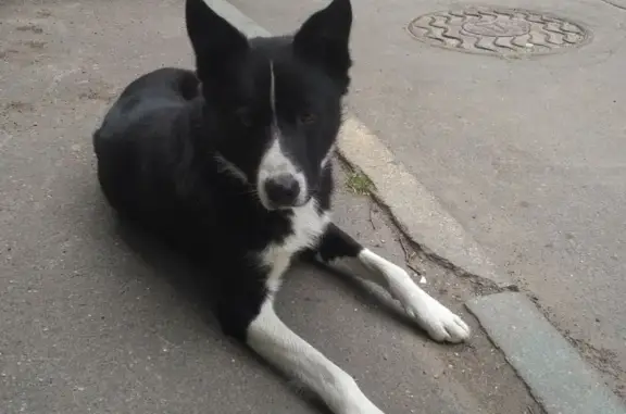 Найден черно-белый пес на ул. Флотская, 78.