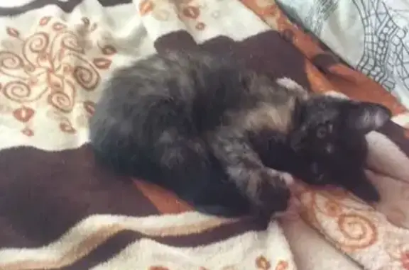 Кошки потеряшки, Петухово, фото: Потеряшка кошка в Затулинском жилмассиве, обращаться по адресу Петухова, 76 кВ 108.