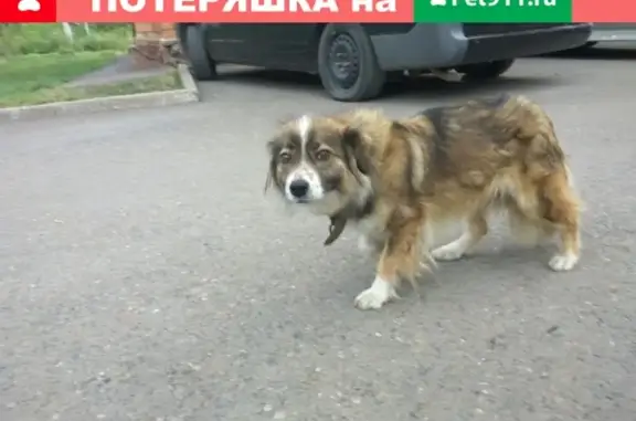 Найдена собака на Малиновского 22