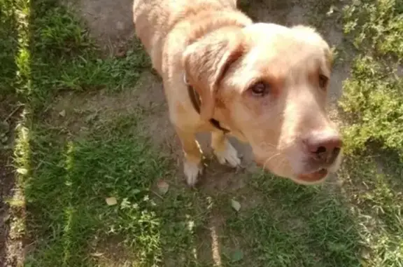 Найдена собака в МО, снт Анфалово-2, похожа на лабрадора