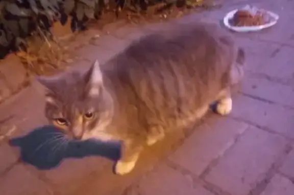 Найдена серая кошка на ул. Коломенская в СПб