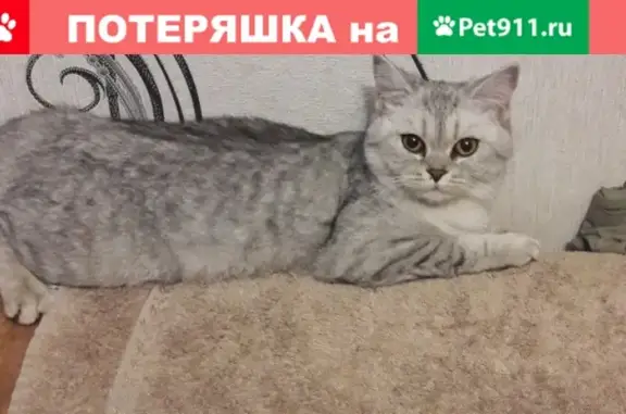 Найдена кошка на пр. Ветеранов в СПб
