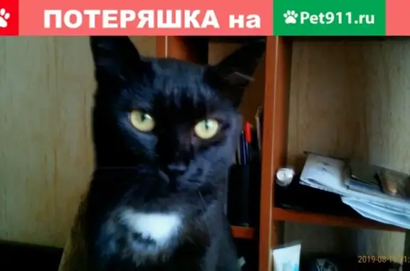 Пропал черный кот с белым галстуком в Борисоглебске