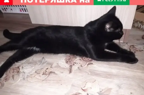 Найден котик на ул. Никиты Рыбакова, Н.Новгород