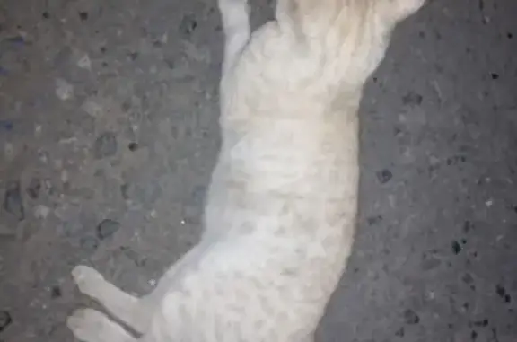 Кошка найдена на пр. Комсомольский 42, Сургут