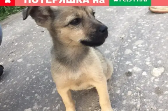 Пропала собака около магазина Ценапат, Владимир