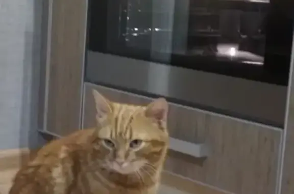 Пропала кошка Котик на Виноградной улице в Краснодаре