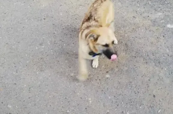 Найдена собака в Оренбурге с ошейником и синей лентой.
