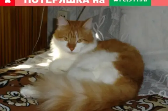 Пропала сибирская кошка в Тюмени