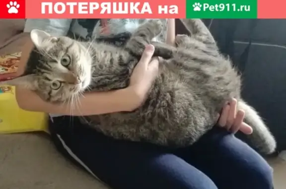 Кошки потеряшки, Санкт-Петербург, фото: Потеряшка кошка Марсик, ул. Бурцева 18, СПб