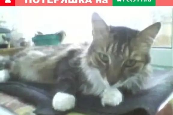 Пропала кошка на Воркутинской, Вологда, Россия