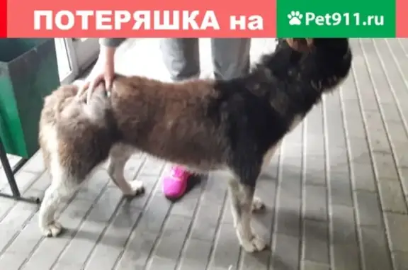 Найдена собака с клеймом в Видном