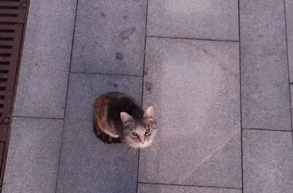 Кошка найдена в парке Музеон