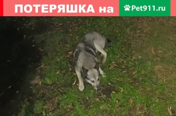 Собака лайка найдена в Давыдово, Московская область