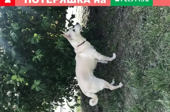 Пропала собака Маруся в Петровском, Калининец.