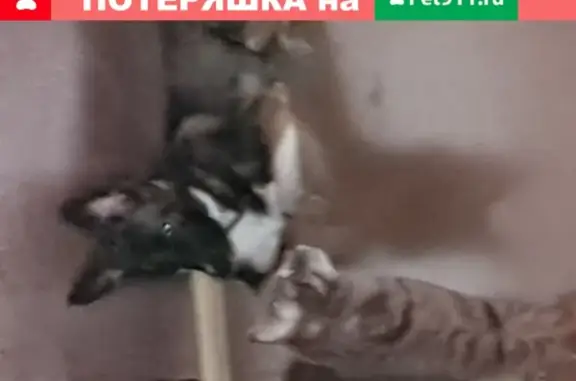 Собаки потеряшки, Белгород, фото: Потеряшка собака на улице Губкина, Белгород