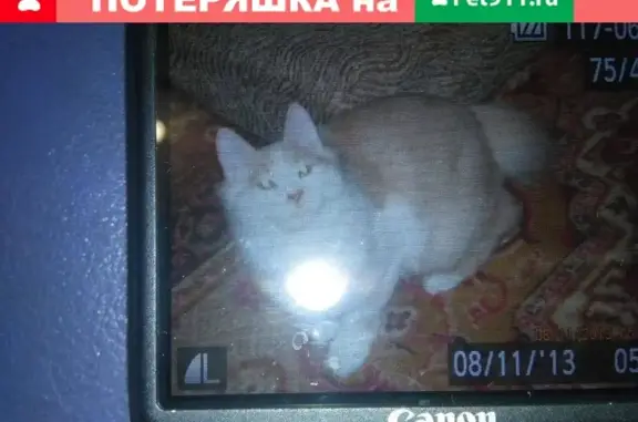 Пропал кот бобтейл, вознаграждение 2000 руб, Ногинск, АТХ.