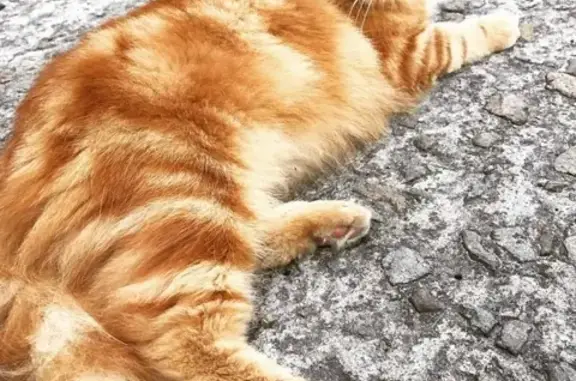 Пропала кошка Кот в Мичуринске