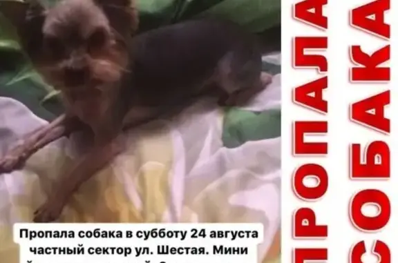 Пропала собака в Ольгино, Балашиха