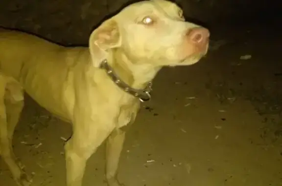 Собака найдена в Севастополе - чей мальчик?