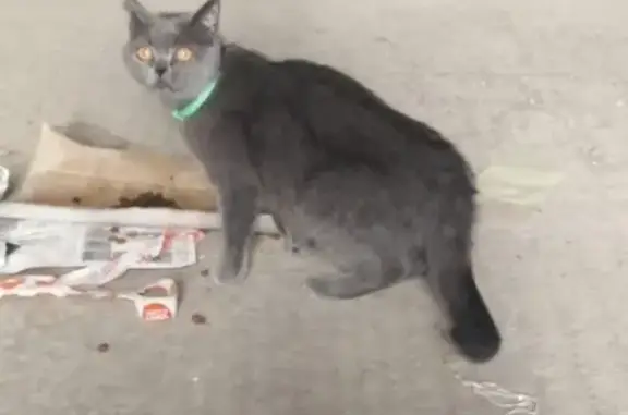 Найден породистый кот в Люберцах