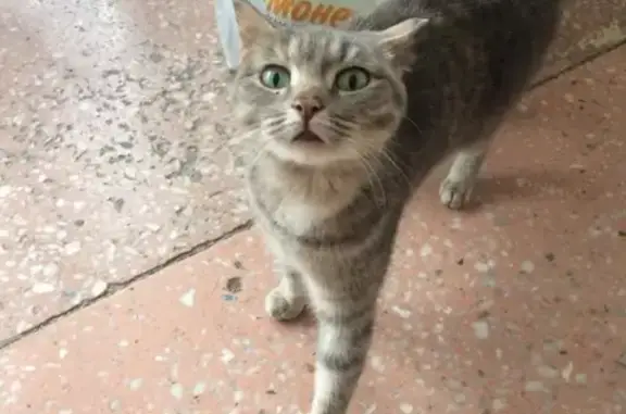 Найдена кошка на улице Доватора
