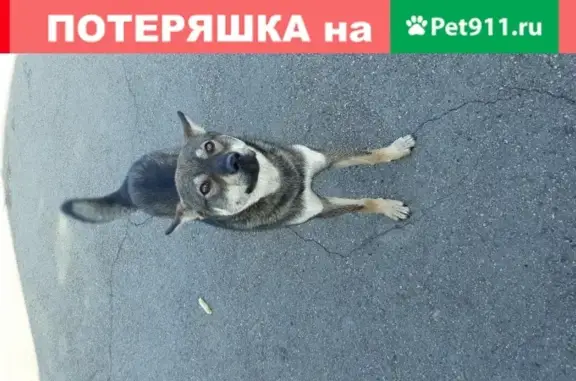 Найдена собака в посёлке Светлый, Иркутск