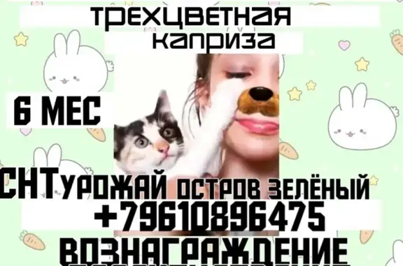 Пропала кошка на СНТ Урожай, Волжский