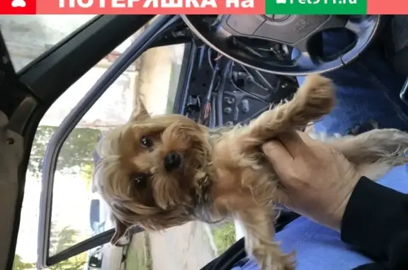 Собака с бегущим глазом найдена в Ангарске