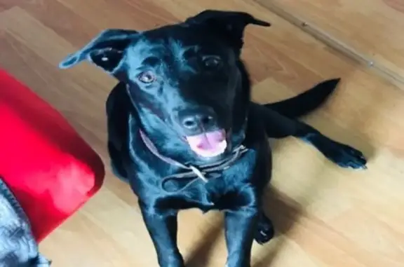 Найдена черная собака возле магазина Командор