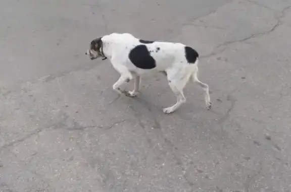 Найдена потерявшаяся собака в Саратове