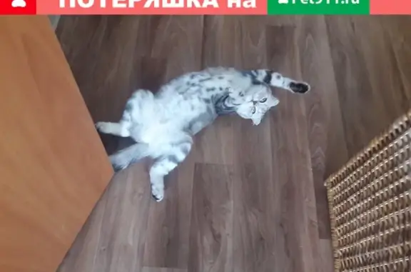 Кошки потеряшки, Москва, фото: Потеряшка кошка Бусинка на ул. Берзарина, Москва