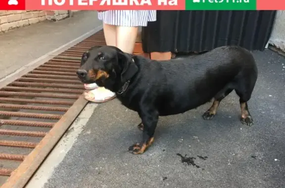 Найдена собака на ул. Портовая 532, Ростов-на-Дону