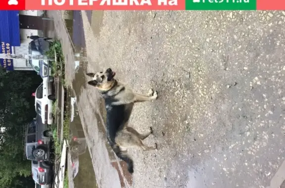 Найдена собака на улице Крупской в Перми