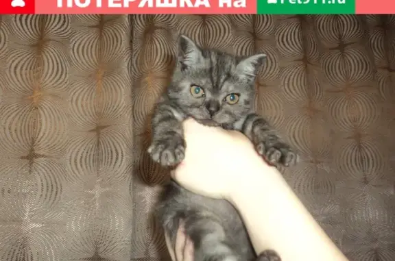Пропал кот Томас на улице Борцов-Революции, Челябинская обл.