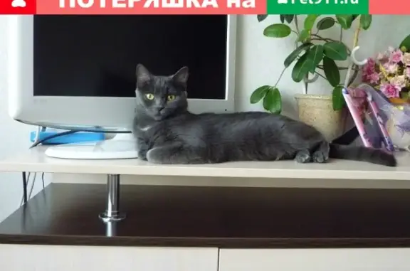 Пропала кошка на улицах Барнаула