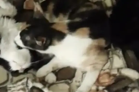 Потерянные животные Набережные Челны, фото: Пропала кошка Кнопка в 41-м комплексе