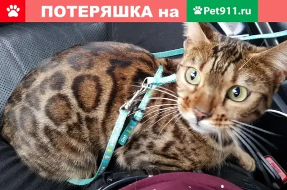 Пропала кошка в Рязани, с.Алеканово #8644