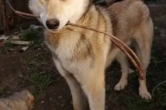 Пропала собака в Чунжино, Пермский край
