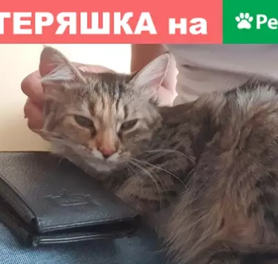 Пропала кошка Соня в Таганроге #Котопес_Потерянные