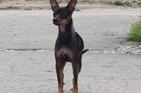 Найдена потеряшка собака в Серове