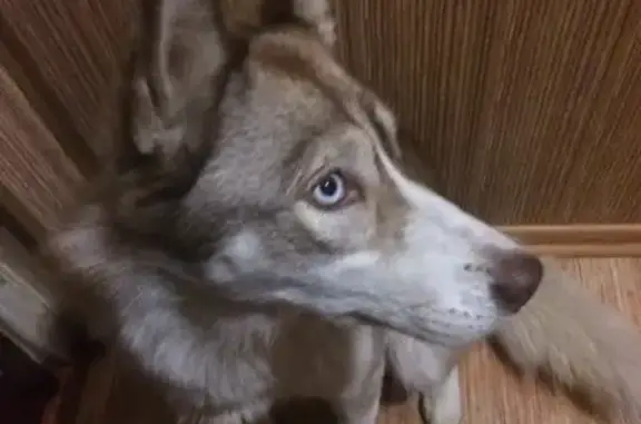 Найдена собака в Магнитогорске, Хаски без ошейника