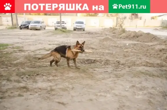 Найдена собака в Якутске, нужна помощь!