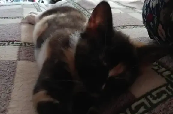 Кошки потеряшки, Санкт-Петербург, фото: Потеряшка кошка Ириска на ул. Шоссе в Лаврики, д.59.