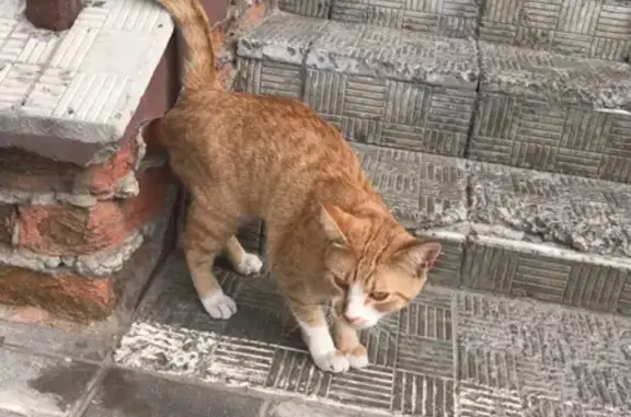 Найдена рыжая кошка на ул. Фокина, 195