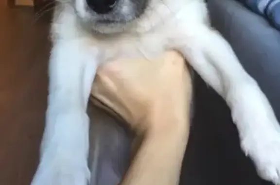 Собаки потеряшки, Москва, фото: Потеряшка щенок Фокс на улице Вилиса Лациса