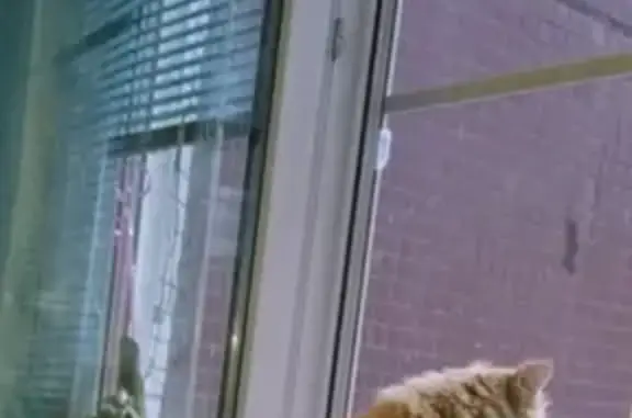 Кошки потеряшки, Санкт-Петербург, фото: Потеряшка кот Кузя в Санкт-Петербурге, ул. Кораблестроителей, д.35, корп.4 #кличрегион78_47