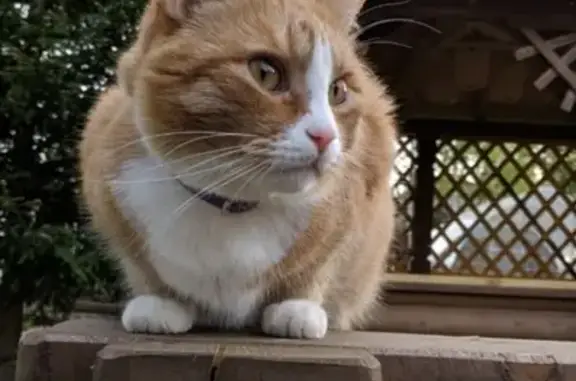 Кошки потеряшки, Санкт-Петербург, фото: Потеряшка кошка в Невском районе, Рыбацкое: Екатерина Горбачева, рыжий мальчик с белой грудкой и фиолетовым ошейником.