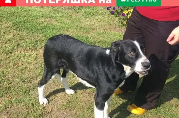 Найдены две молодые собаки в Исаково, Владимирская область - помогите с пристройством!